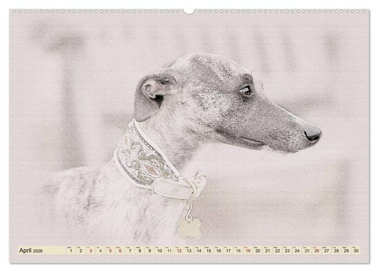 Produktbild: Whippets 2026 (High Quality Premium Wall Calendar 2026 DIN A2 landscape),CALVENDO 12 Month Wall Calendar