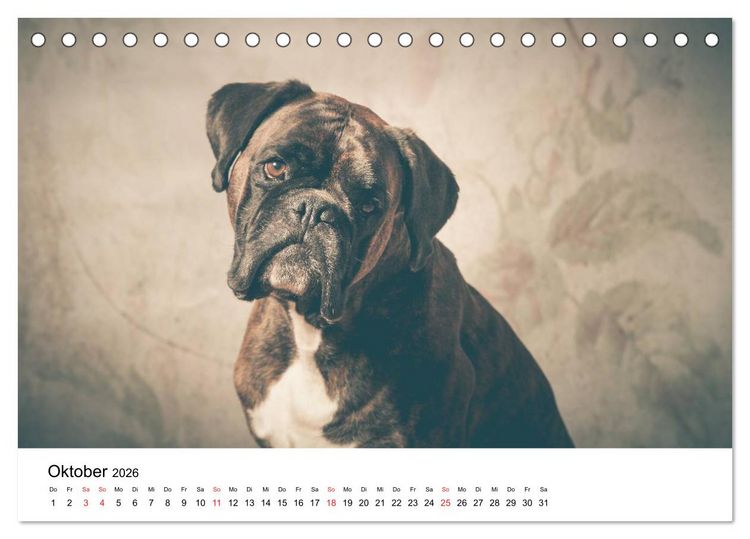 Produktbild: Deutscher Boxer (Tischkalender 2026 DIN A5 quer), CALVENDO Monatskalender
