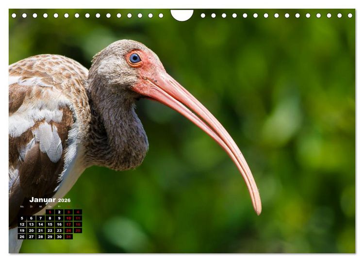 Produktbild: Floridas wunderbare Vogelwelt (Wandkalender 2026 DIN A4 quer), CALVENDO Monatskalender