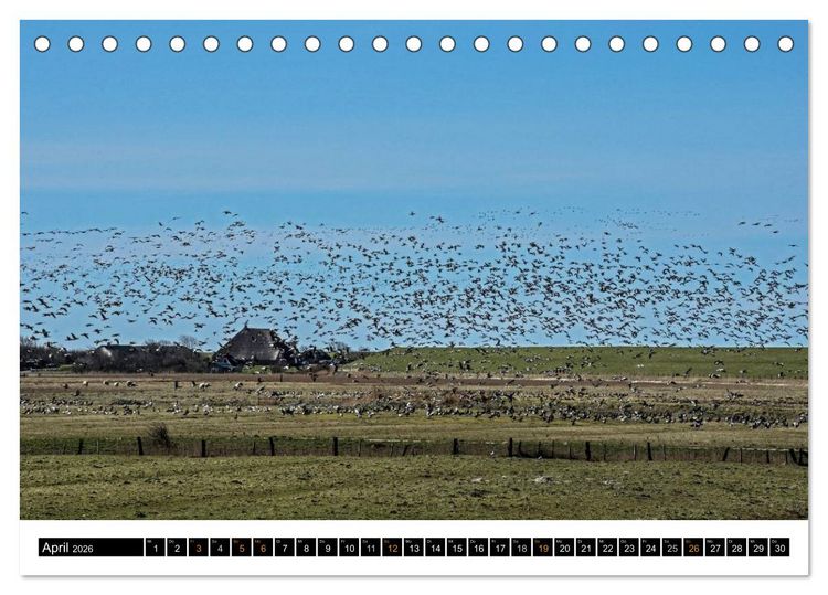 Produktbild: Tr&auml;umende Bilder - Die Nordseehalbinsel Eiderstedt (Tischkalender 2026 DIN A5 quer), CALVENDO Monatskalender