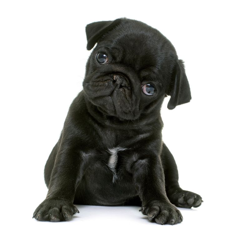 Produktbild: M&ouml;pse / Puglets 2027