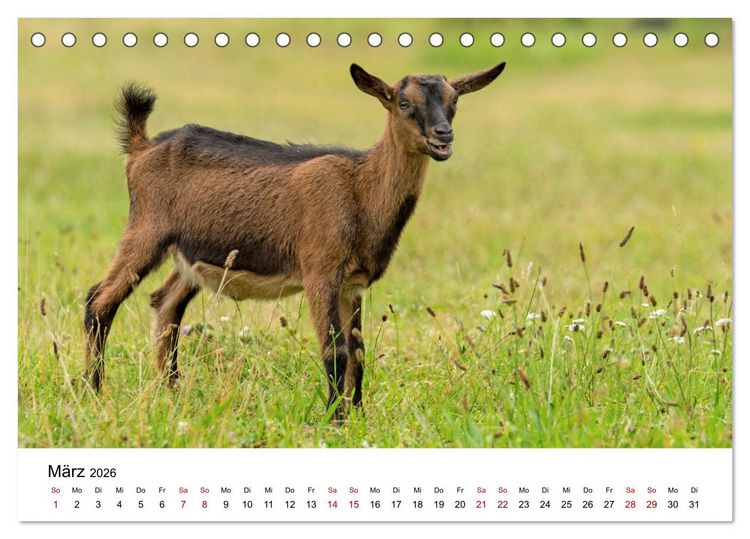 Produktbild: Alte Nutztierrassen 2026 (Tischkalender 2026 DIN A5 quer), CALVENDO Monatskalender
