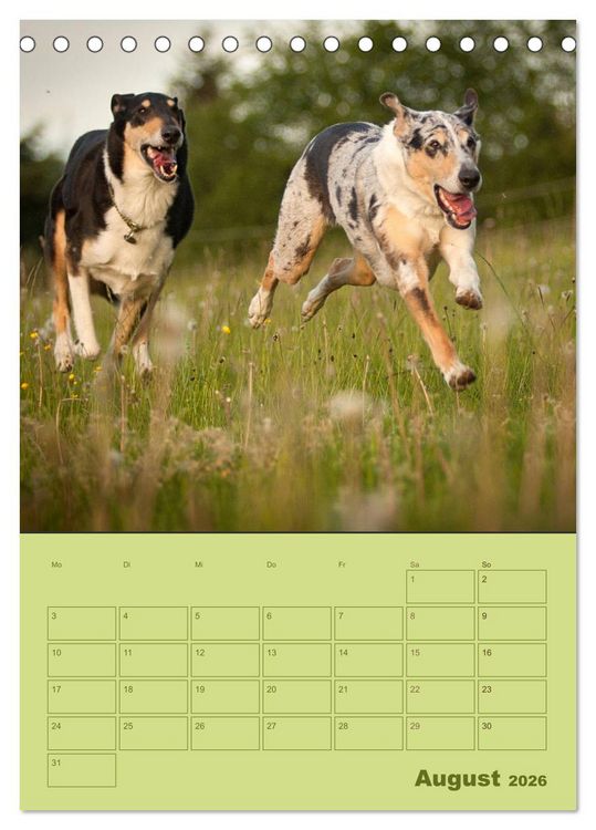Produktbild: Kurzhaarcollies (Tischkalender 2026 DIN A5 hoch), CALVENDO Monatskalender