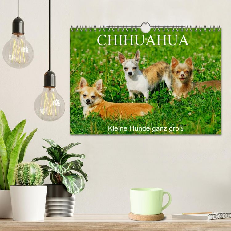 Produktbild: Chihuahua - Kleine Hunde ganz gro&szlig; (Wandkalender 2026 DIN A4 quer), CALVENDO Monatskalender