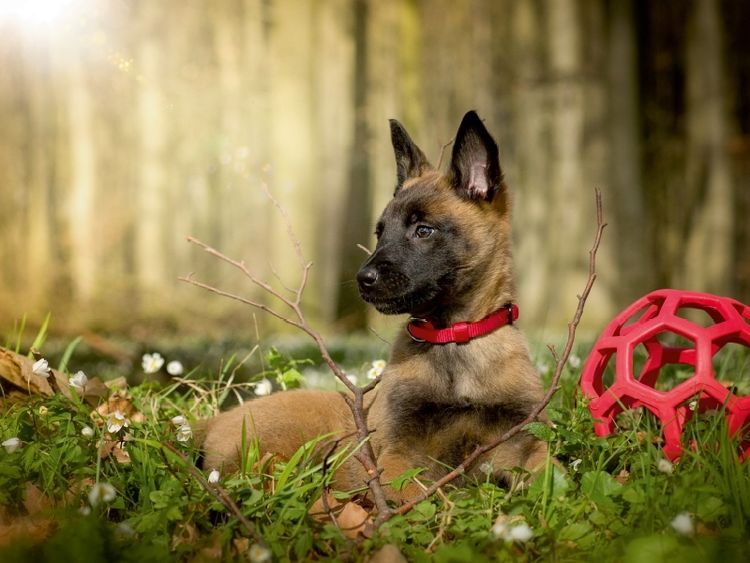 Produktbild: Junger Hund, 1000 Teile