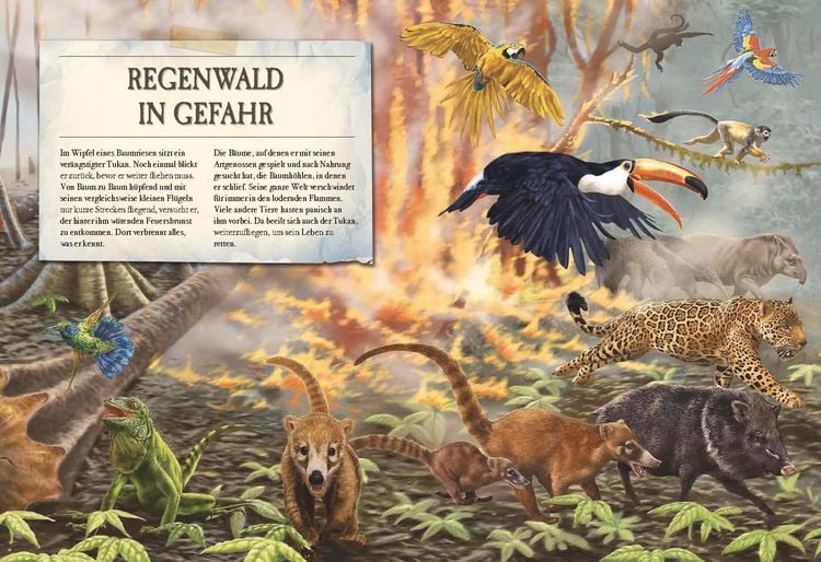 Produktbild: Verborgene Welt des Regenwaldes