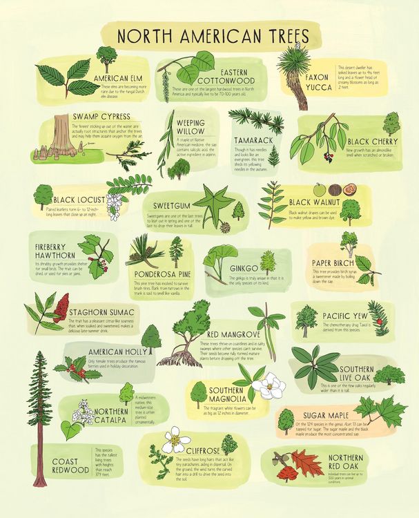 Produktbild: Nature Anatomy Posters