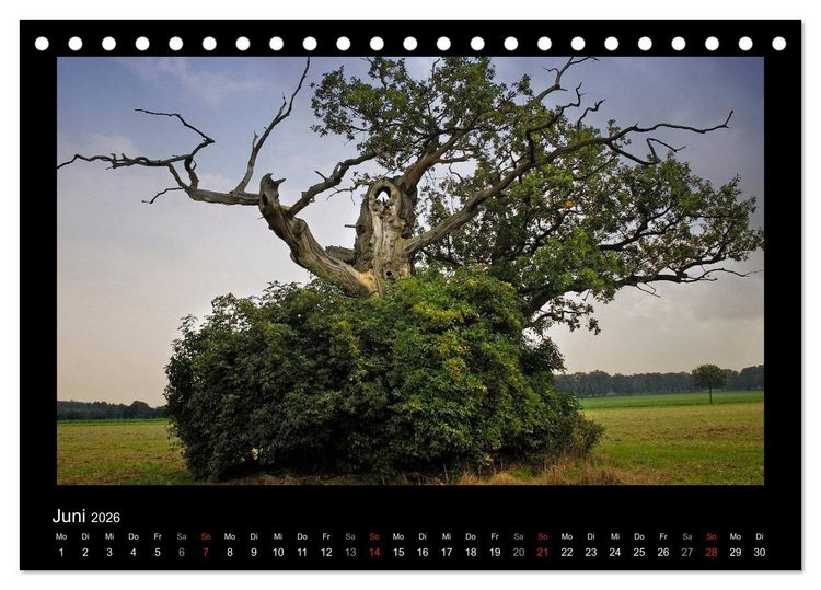 Produktbild: M&auml;rchenhafter Reinhardswald und Urwald Sababurg (Tischkalender 2026 DIN A5 quer), CALVENDO Monatskalender
