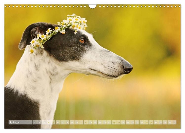 Produktbild: Zauberhafte Windhunde (Wandkalender 2026 DIN A3 quer), CALVENDO Monatskalender