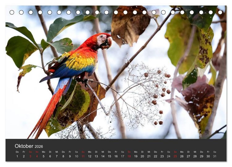 Produktbild: Costa Rica 2026 Exotische Vogelwelt (Tischkalender 2026 DIN A5 quer), CALVENDO Monatskalender