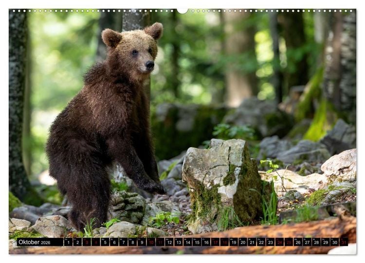 Produktbild: Lautlos in den W&auml;ldern Sloweniens (Wandkalender 2026 DIN A2 quer), CALVENDO Monatskalender