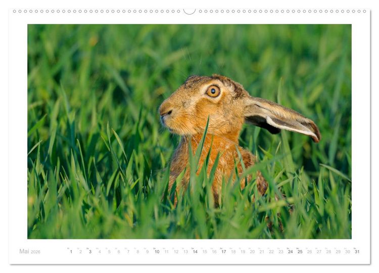 Produktbild: Der Feldhase (hochwertiger Premium Wandkalender 2026 DIN A2 quer), Kunstdruck in Hochglanz