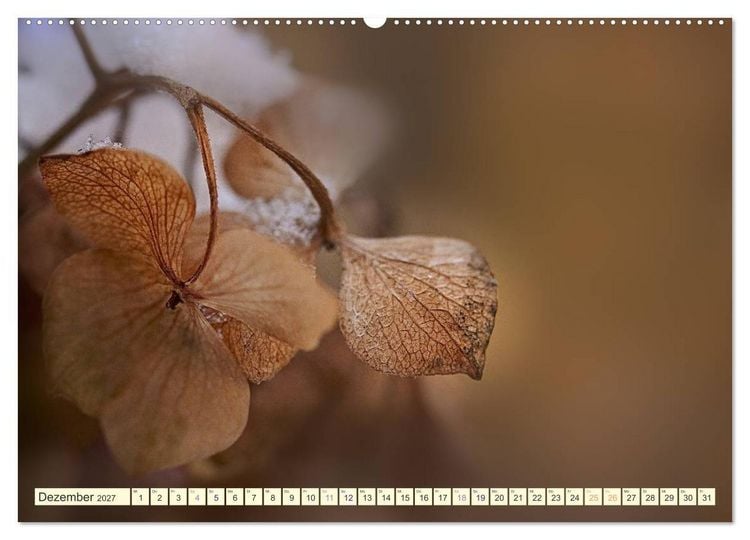 Produktbild: Hortensientr&auml;ume (Wandkalender 2027 DIN A2 quer), CALVENDO Monatskalender