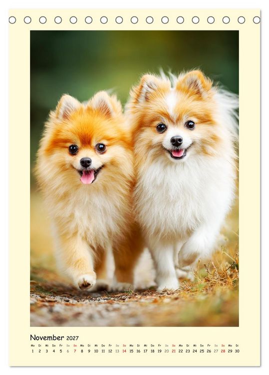Produktbild: Der Pomeranian. Putziger Zwergspitz zum Verlieben (Tischkalender 2027 DIN A5 hoch), CALVENDO Monatskalender