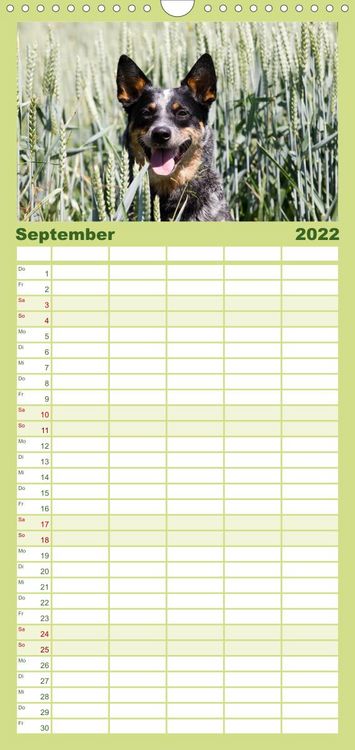 Produktbild: Familienplaner Faszinierende Australian Cattle Dogs (Wandkalender 2022 , 21 cm x 45 cm, hoch)