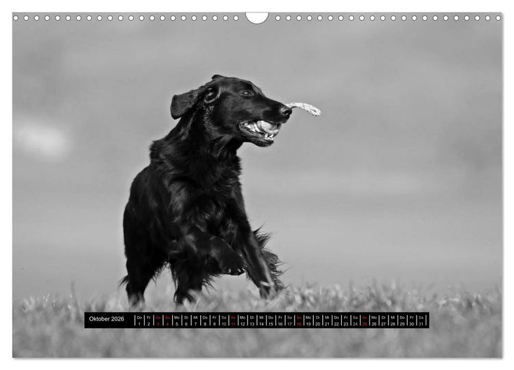Produktbild: Flatcoated Retriever Black Edition (Wandkalender 2026 DIN A3 quer), CALVENDO Monatskalender