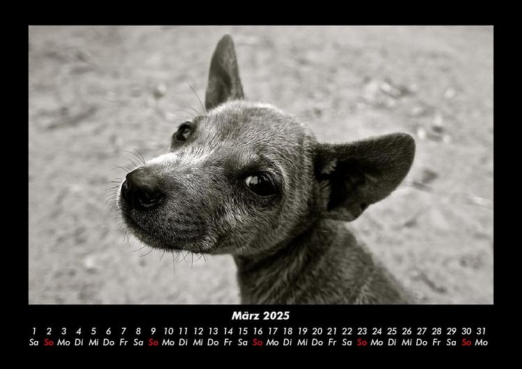 Produktbild: Welpen 2025 Fotokalender DIN A3