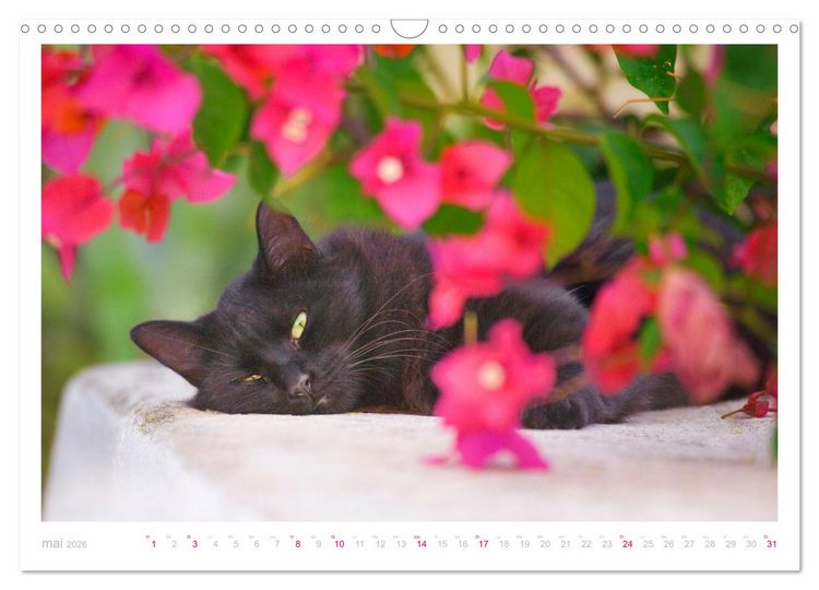 Produktbild: Chats des &icirc;les (Calendrier mural 2026 DIN A3 vertical), CALVENDO calendrier mensuel