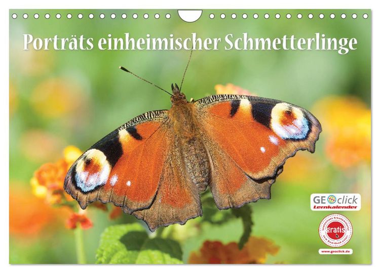 Produktbild: GEOclick Lernkalender: Portr&auml;ts einheimischer Schmetterlinge (Wandkalender 2026 DIN A4 quer), CALVENDO Monatskalender