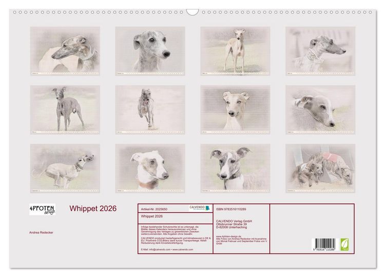 Produktbild: Whippet 2026 (Wandkalender 2026 DIN A2 quer), CALVENDO Monatskalender