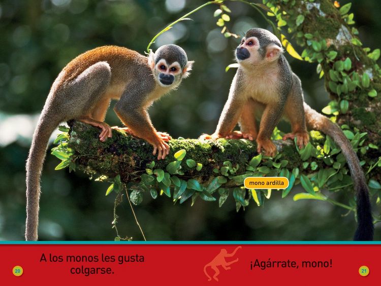 Produktbild: National Geographic Readers: &iexcl;Ag&aacute;rrate, Mono! (Pre-Reader)-Spanish Edition