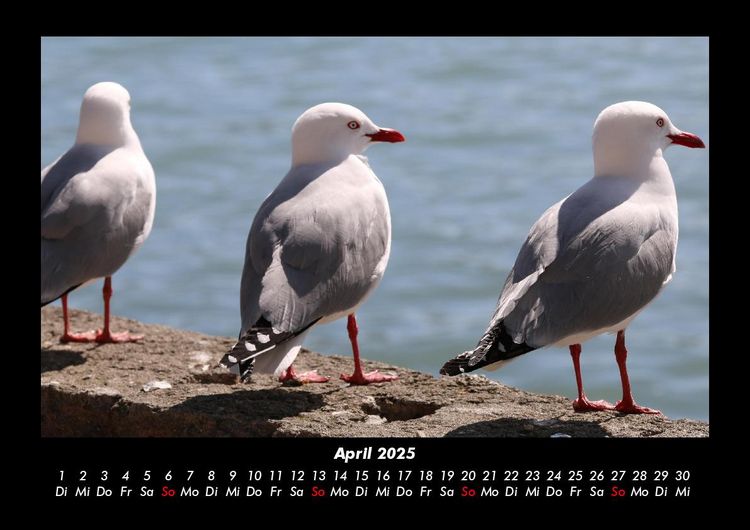 Produktbild: Welt der V&ouml;gel 2025 Fotokalender DIN A3
