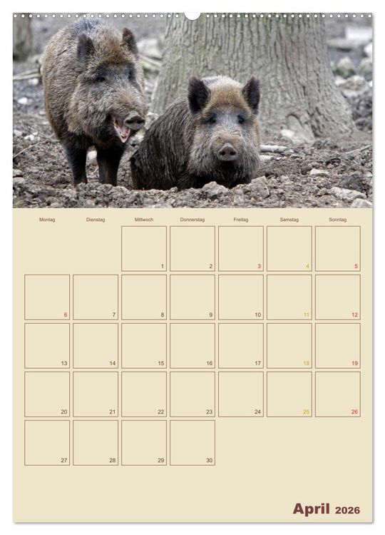 Produktbild: Wildschweine (hochwertiger Premium Wandkalender 2026 DIN A2 hoch), Kunstdruck in Hochglanz