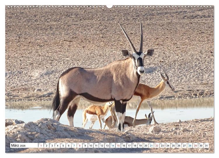 Produktbild: Namibia, Faszination W&uuml;ste und Tierwelt (hochwertiger Premium Wandkalender 2026 DIN A2 quer), Kunstdruck in Hochglanz