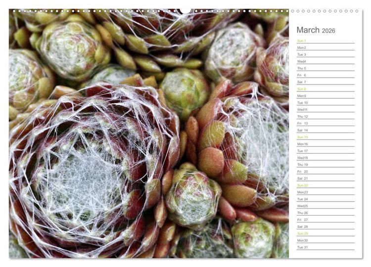 Produktbild: Sempervivum Fascinating Succulents (High Quality Premium Wall Calendar 2026 DIN A2 landscape),CALVENDO 12 Month Wall Calendar