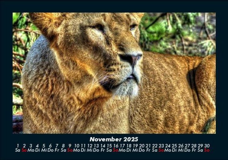 Produktbild: L&ouml;wen in der Wildnis 2025 Fotokalender DIN A5