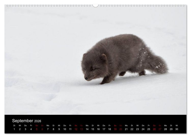 Produktbild: Polarfuchsstudien Wildlife (Wandkalender 2026 DIN A2 quer), CALVENDO Monatskalender