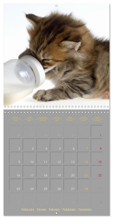 Produktbild: La vie de chatons (Calendrier mural carr&eacute; 2026 30x30 cm) Calendrier double avec une page pour vos prises de notes