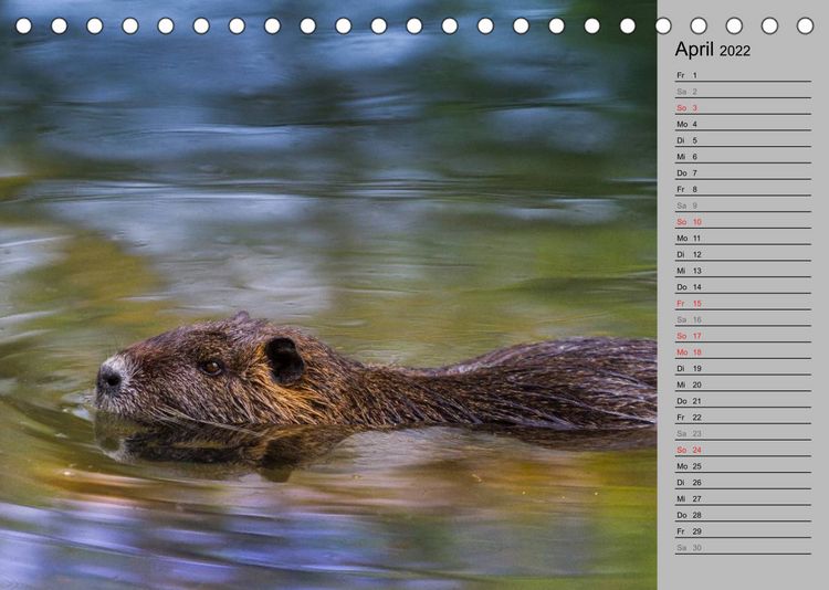 Produktbild: Nutrias (Myocastor coypus) (Tischkalender 2022 DIN A5 quer)