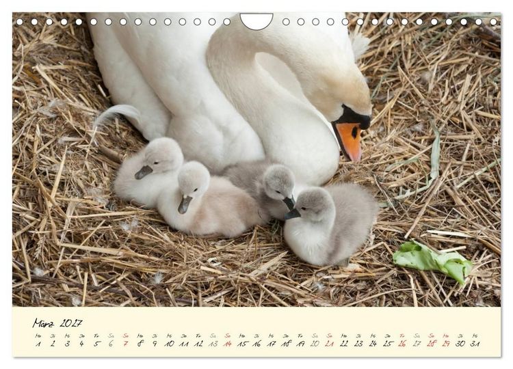 Produktbild: Vom K&uuml;ken zum stolzen Schwan (Wandkalender 2027 DIN A4 quer), CALVENDO Monatskalender