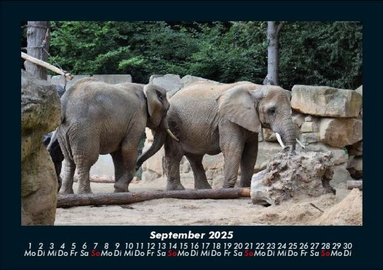 Produktbild: Der Elefantenkalender 2025 Fotokalender DIN A5