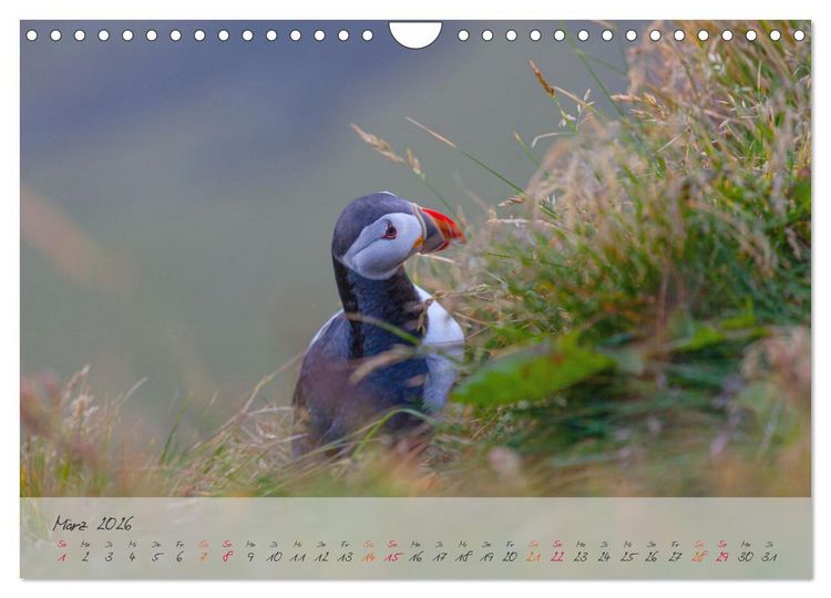 Produktbild: Naturwunder in Island (Wandkalender 2026 DIN A4 quer), CALVENDO Monatskalender