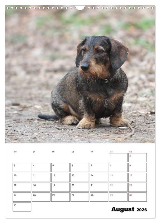 Produktbild: Geliebte Rabauken - Rauhaardackel (Wandkalender 2026 DIN A3 hoch), CALVENDO Monatskalender