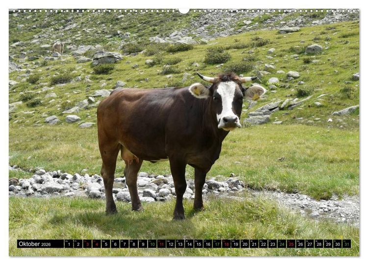 Produktbild: K&uuml;he mit H&ouml;rnern (Wandkalender 2026 DIN A2 quer), CALVENDO Monatskalender