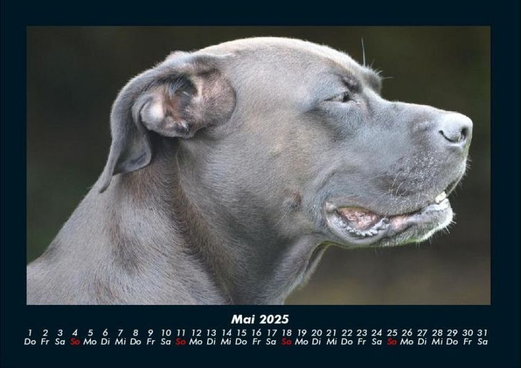 Produktbild: Hunde 2025 Fotokalender DIN A4