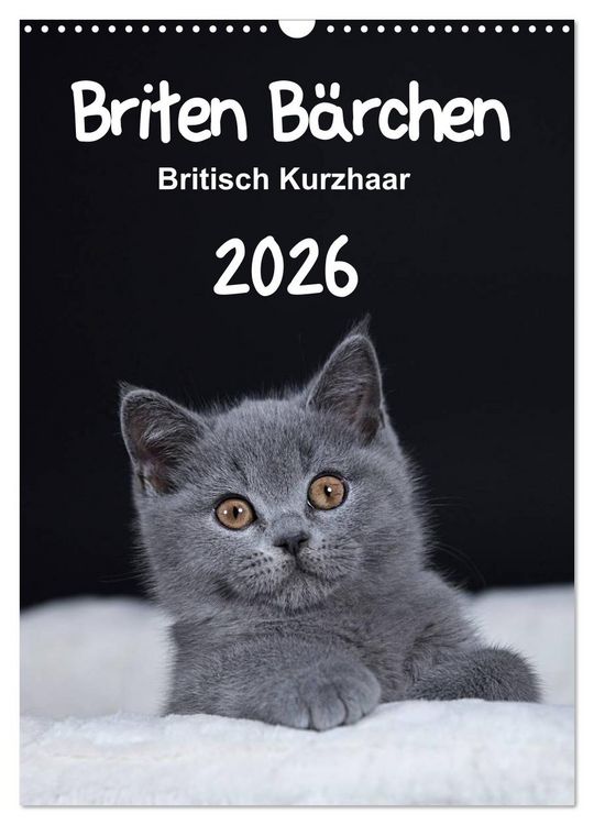 Produktbild: Briten B&auml;rchen &ndash; Britisch Kurzhaar 2026 (Wandkalender 2026 DIN A3 hoch), CALVENDO Monatskalender