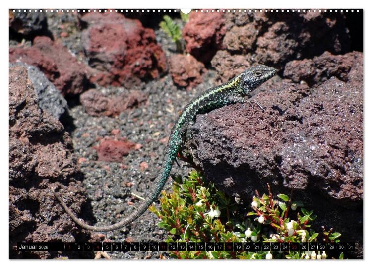 Produktbild: Tanz auf dem Vulkan - Osorno (Chile) (hochwertiger Premium Wandkalender 2026 DIN A2 quer), Kunstdruck in Hochglanz