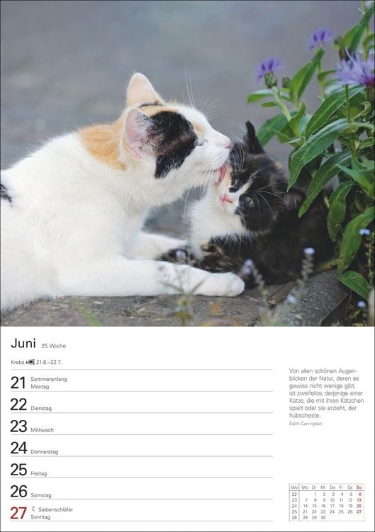 Produktbild: Katzen Wochenplaner 2027 - 53 faszinierende Fotografien