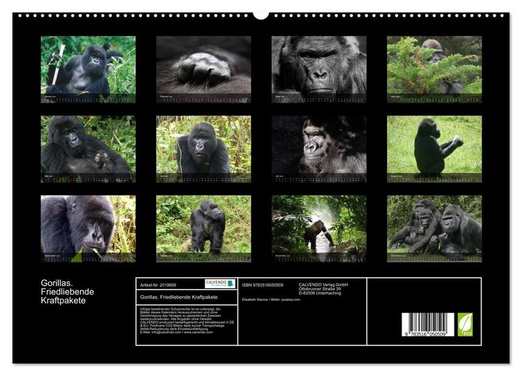 Produktbild: Gorillas. Friedliebende Kraftpakete (hochwertiger Premium Wandkalender 2026 DIN A2 quer), Kunstdruck in Hochglanz