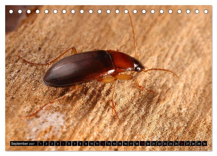 Produktbild: LAUFK&Auml;FER - CARABIDAE (Tischkalender 2027 DIN A5 quer), CALVENDO Monatskalender