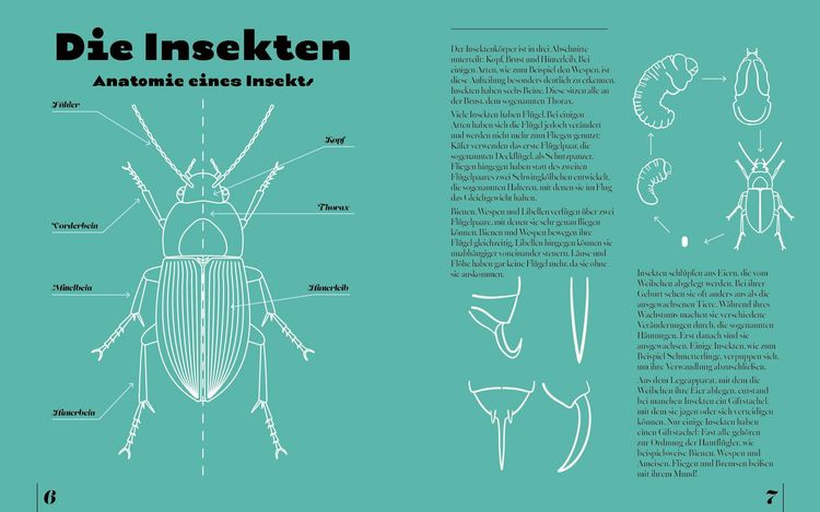 Produktbild: Insekten & Krabbeltiere