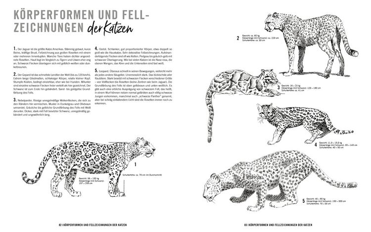 Produktbild: Richtig gut zeichnen &ndash; Tiere