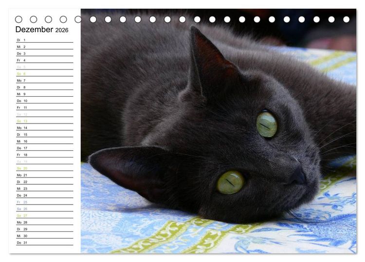 Produktbild: Katzensprung (Tischkalender 2026 DIN A5 quer), CALVENDO Monatskalender