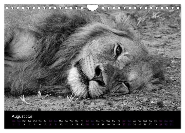 Produktbild: East Africa - Tanzania and Kenya / UK-Version (Wall Calendar 2026 DIN A4 landscape), CALVENDO 12 Month Wall Calendar