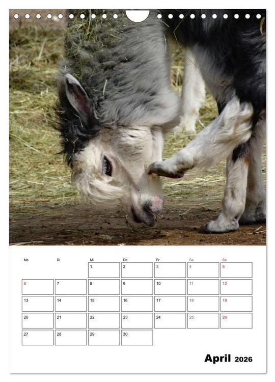 Produktbild: Alpaka und Lama Terminplaner (Wandkalender 2026 DIN A4 hoch), CALVENDO Monatskalender