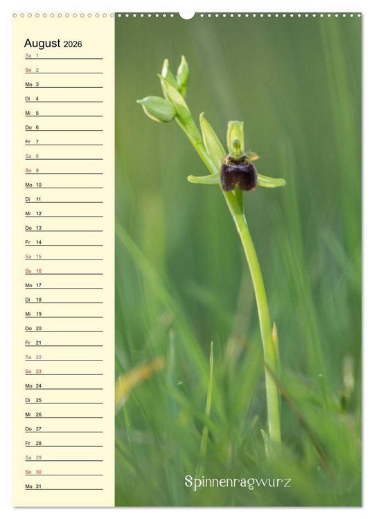 Produktbild: Wildwachsende Orchideen in Bayern (Wandkalender 2026 DIN A2 hoch), CALVENDO Monatskalender